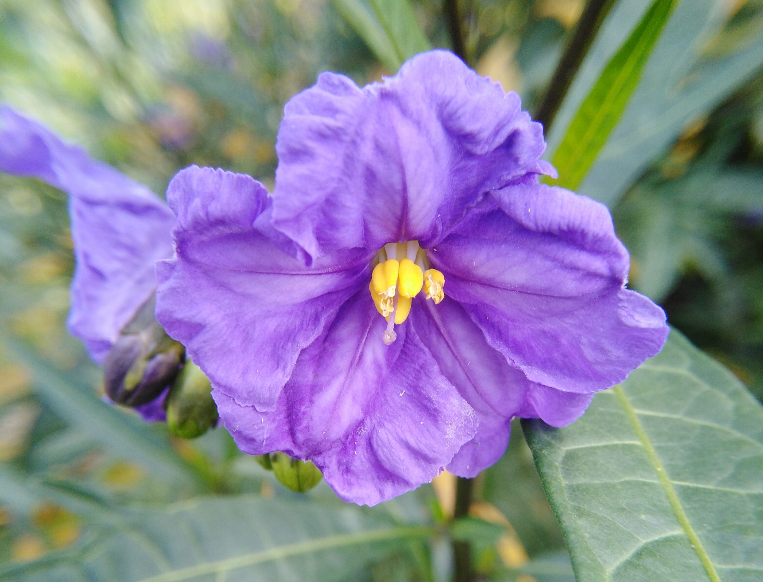 Photo of purple Kangaroo apple flower